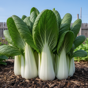 Tall White Stem Pak Choi Heads with White Stalks and Dark Green Leaves