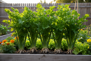 Tendercrisp Celery Raised Bed