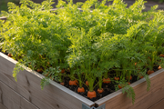 Tendersweet Carrot — Raised Bed