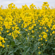 Trophy Canola