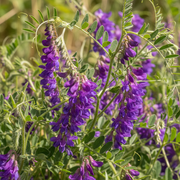 Vetch