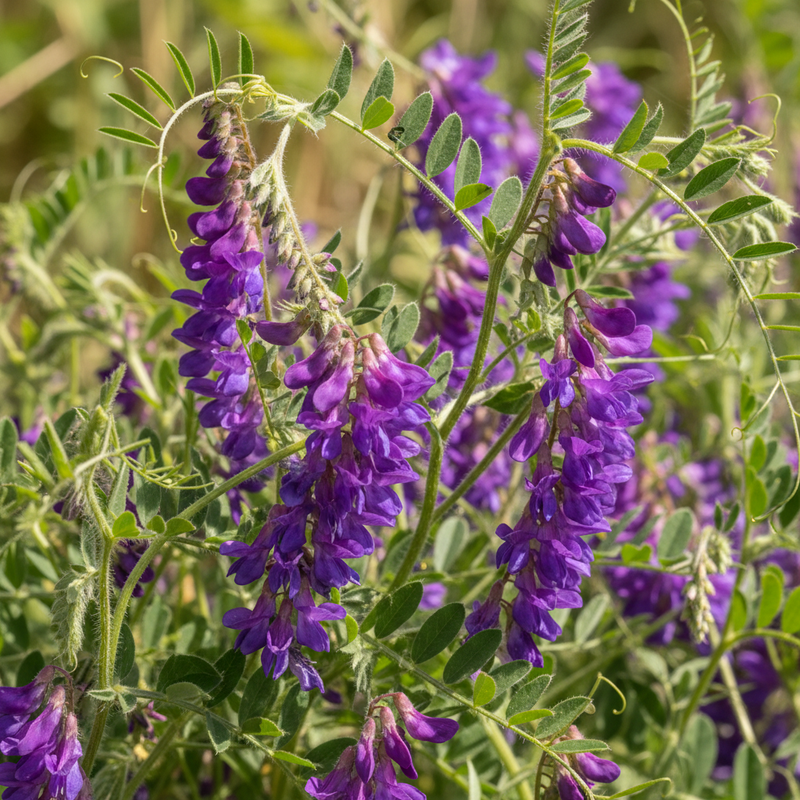 Vetch