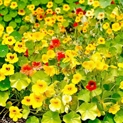 Whirlybird Mix Nasturtium — Fixed