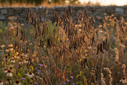 Wild Senna Seed Pods in Autumn