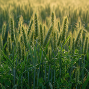 Winter Wheat
