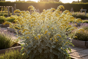 Wormwood in Full Bloom with Yellow Flowers