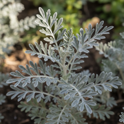 Wormwood Silvery Grey Foliage Close-Up