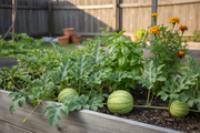 Yellow Gem Watermelon - Raised Bed
