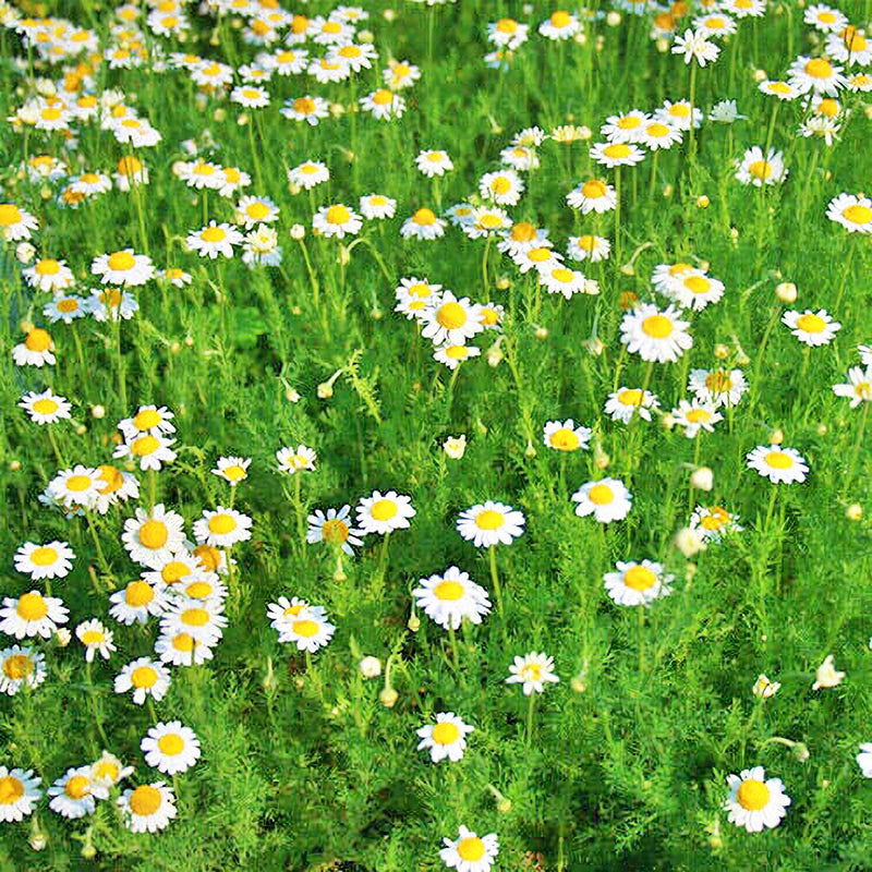 Chamomile, Roman, Heirloom Garden Seeds Culinary & Medicinal Herb Non-GMO - BoxGardenSeedsLLC - Culinary/Medicinal Herbs - Seeds